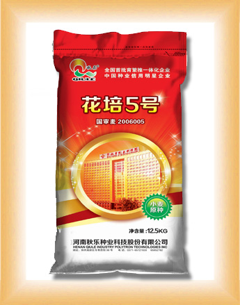 小麦种子